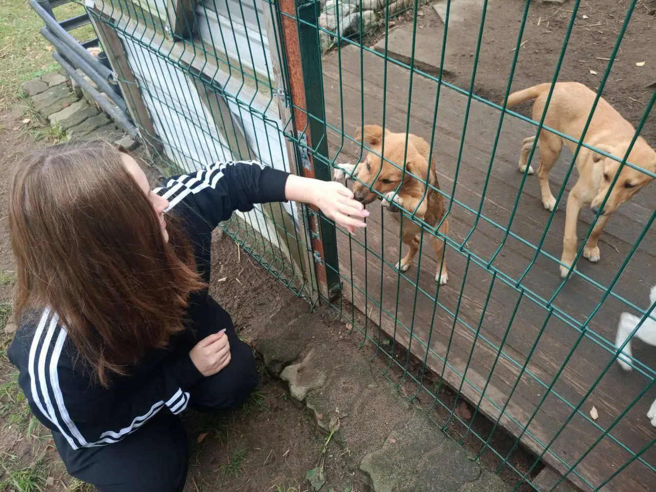 Неделя добра. Приют для животных