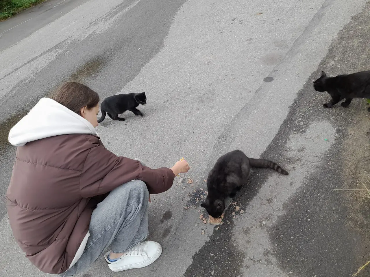 Поддержка — бездомным животным